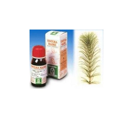 Specchiasol Equiseto 12 Tintura Madre 50 ml